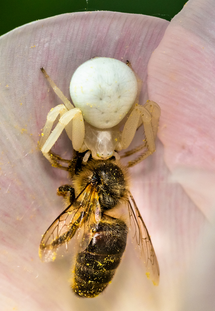 Krabbenspinne mit Beute