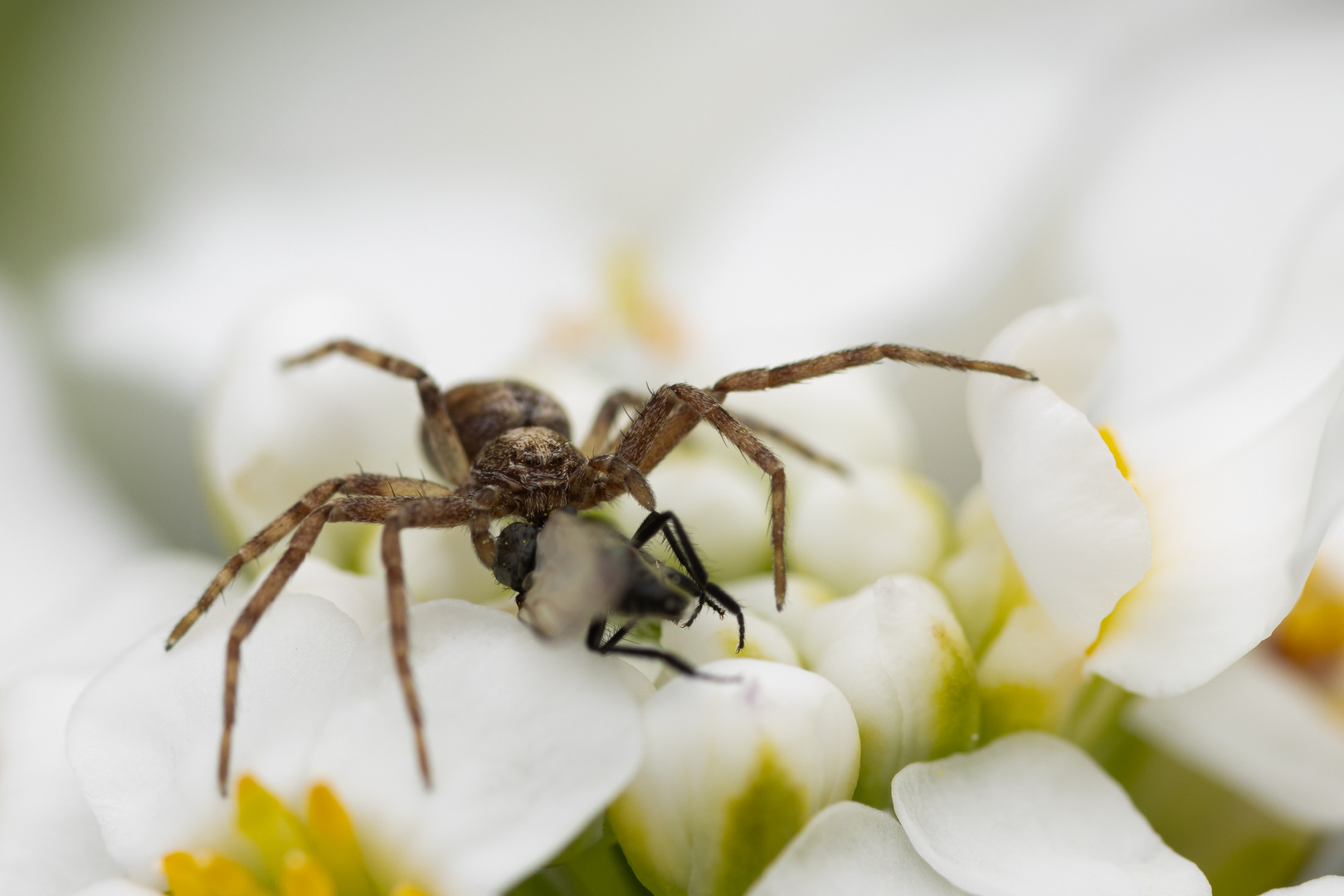 Krabbenspinne mit Beute