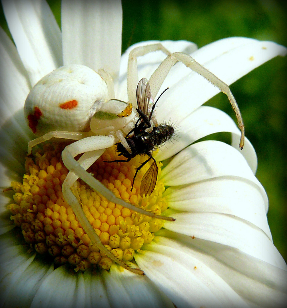 Krabbenspinne mit Beute....