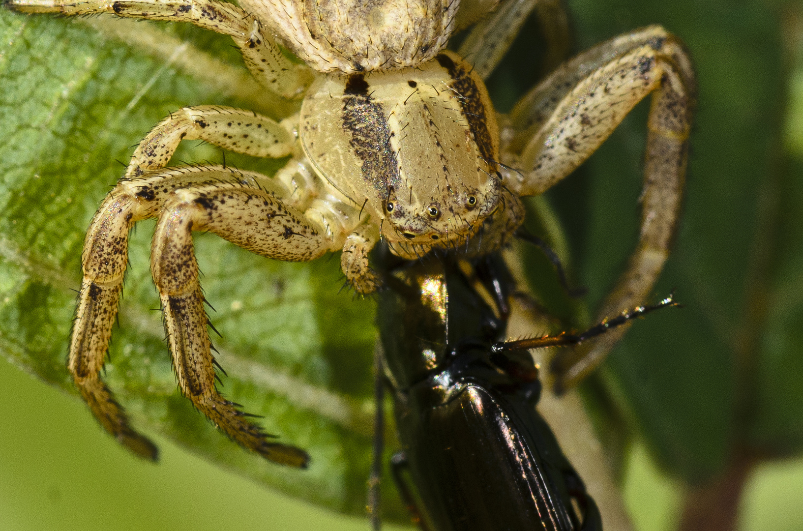 Krabbenspinne mit Beute