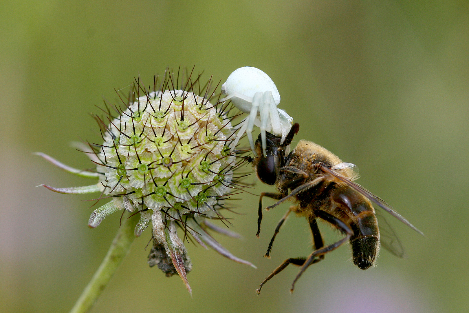 Krabbenspinne mit Beute