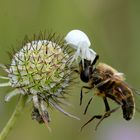 Krabbenspinne mit Beute