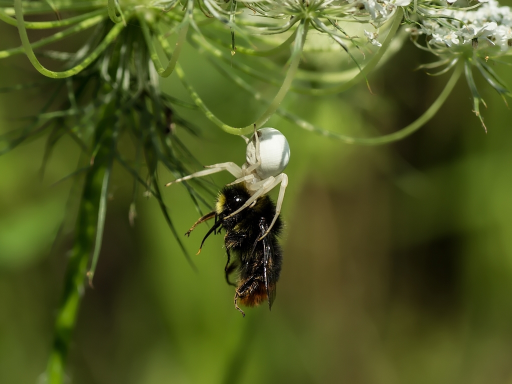 Krabbenspinne mit Beute