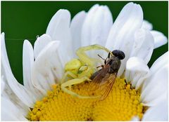 Krabbenspinne mit Beute