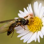 Krabbenspinne mit Beute