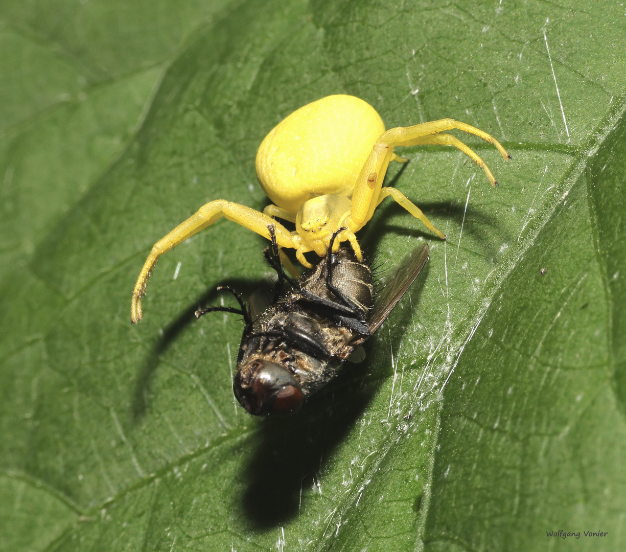 Krabbenspinne mit Beute