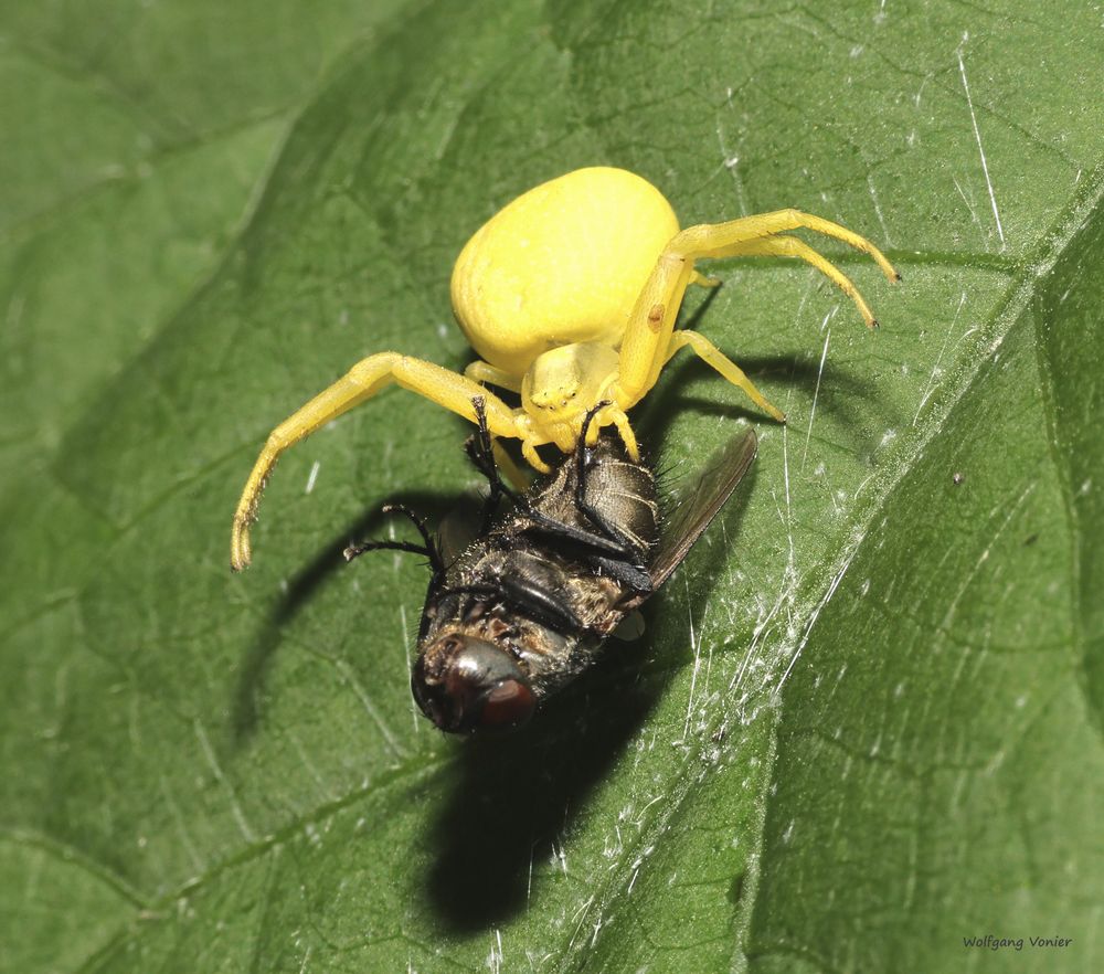 Krabbenspinne mit Beute