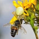 Krabbenspinne mit Beute gegen den Himmel