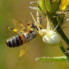 Krabbenspinne mit Biene als Beute