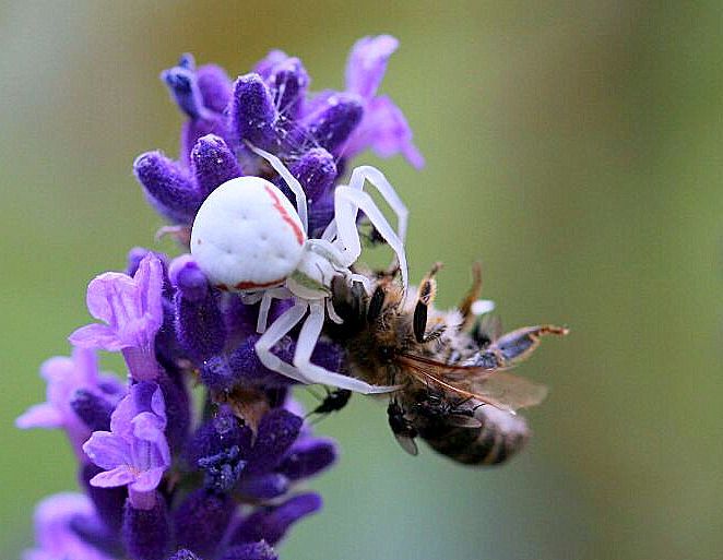 Krabbenspinne mit Biene an Lavendel 05.17