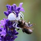 Krabbenspinne mit Biene an Lavendel 05.17