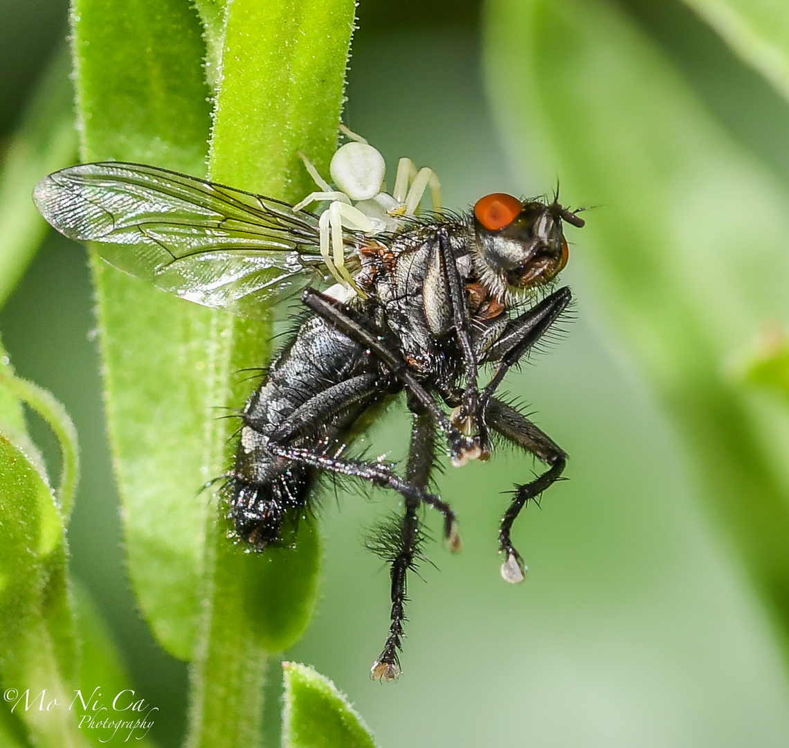 Krabbenspinne mit dem Fang des Tages