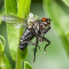 Krabbenspinne mit dem Fang des Tages