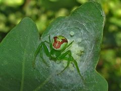 Krabbenspinne mit Eier