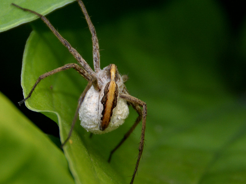 krabbenspinne? mit eiern