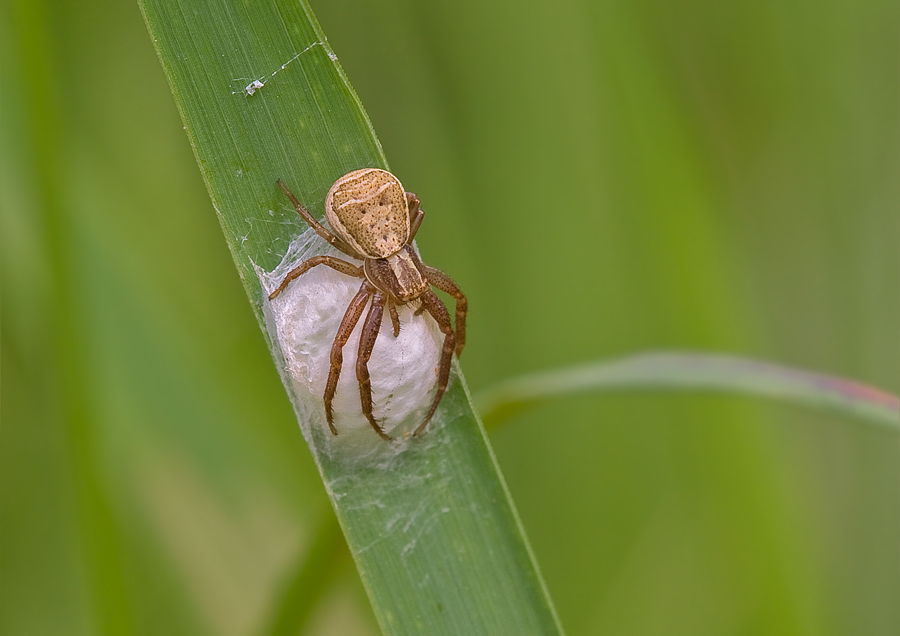 Krabbenspinne mit Eikokon