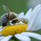 Krabbenspinne mit erbeuteter Biene