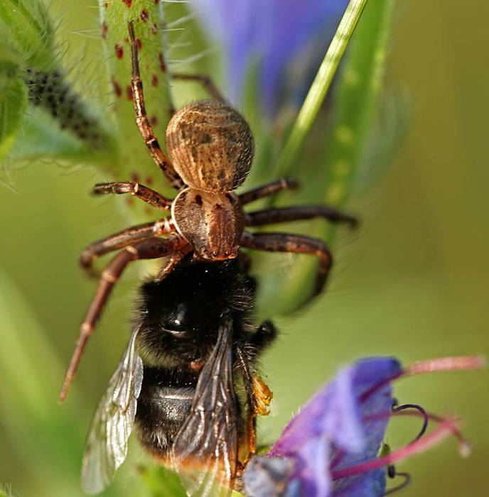 Krabbenspinne mit erbeuteter Hummel