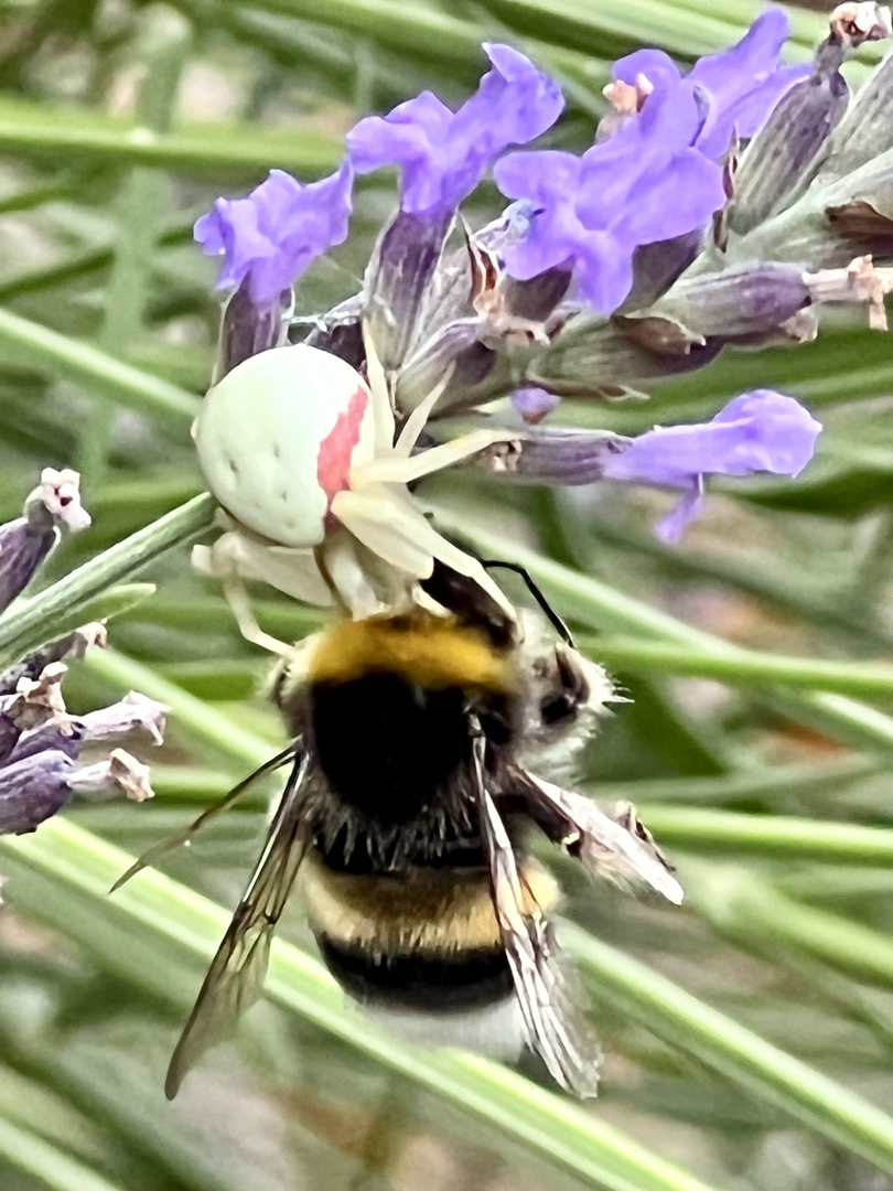 Krabbenspinne mit fetter Beute 