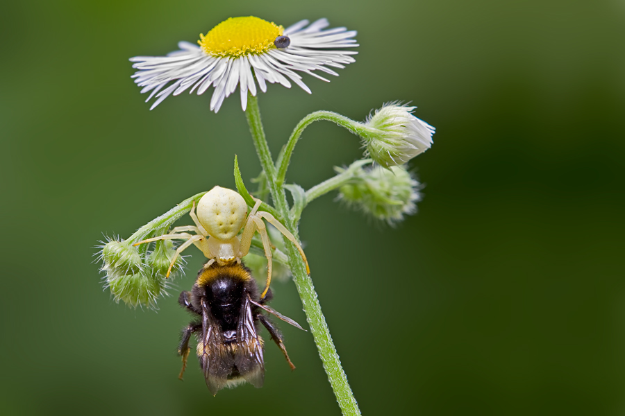 Krabbenspinne mit fetter Beute