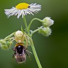 Krabbenspinne mit fetter Beute