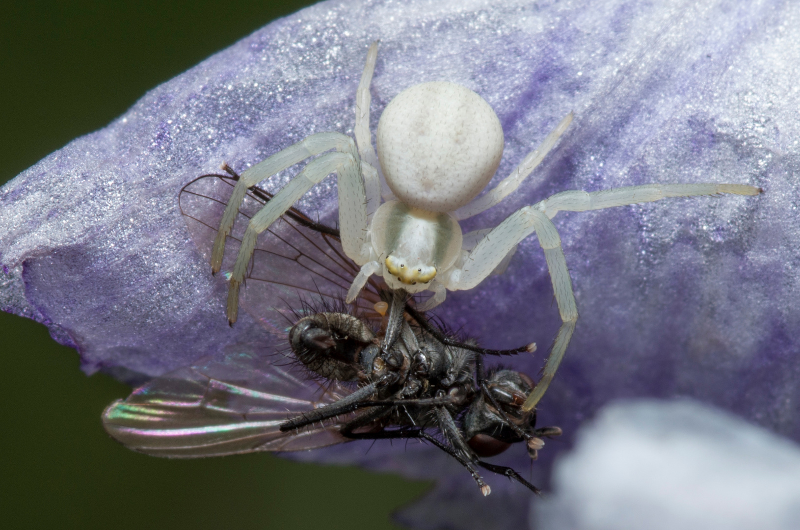 Krabbenspinne mit Fliege