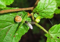 Krabbenspinne mit Fliege