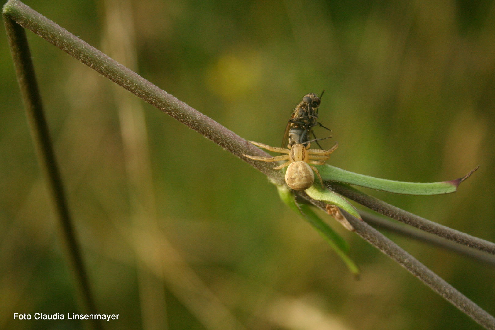 Krabbenspinne mit Fliege