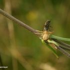 Krabbenspinne mit Fliege