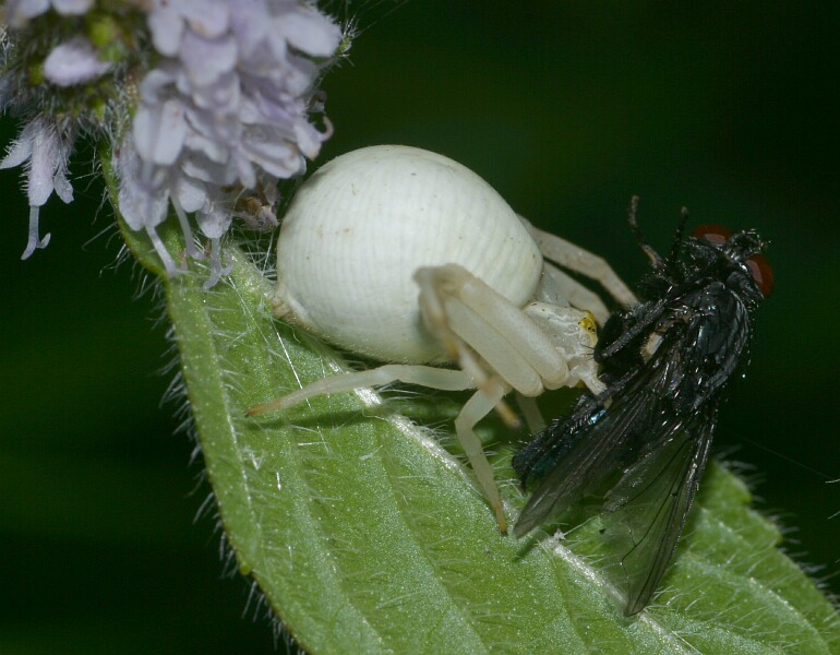 Krabbenspinne mit Fliege