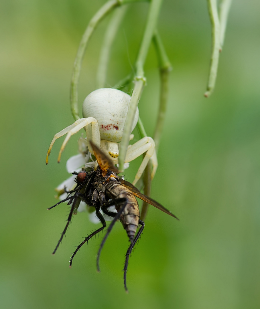 Krabbenspinne mit grosser Beute