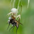 Krabbenspinne mit grosser Beute