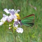 Krabbenspinne mit Grünen Zipfelfalter