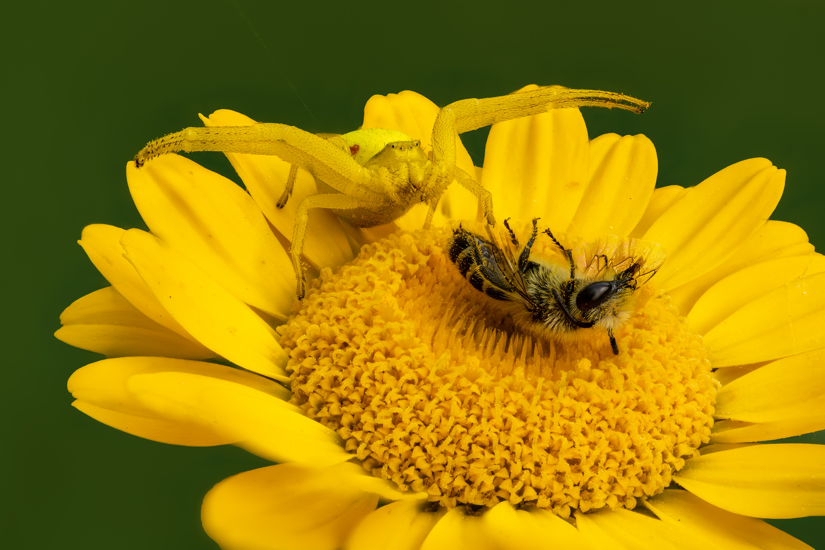 Krabbenspinne mit ihrer Beute