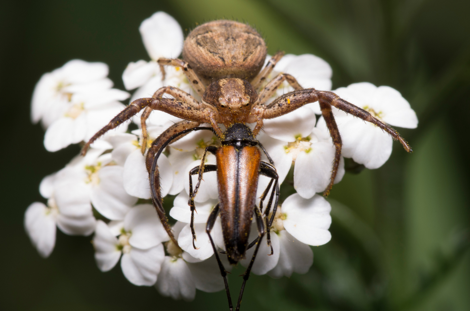 Krabbenspinne mit Käfer