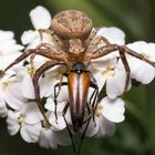 Krabbenspinne mit Käfer