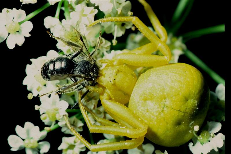 Krabbenspinne mit Opfer