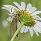 Krabbenspinne mit Opfer ( Großes Ochsenauge)