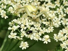 Krabbenspinne mit potentiellem Opfer