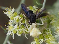 Krabbenspinne mit Sandbiene