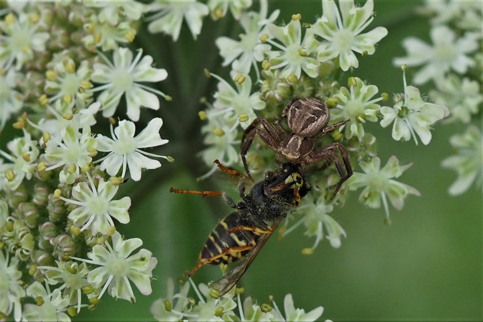 Krabbenspinne mit Wespe