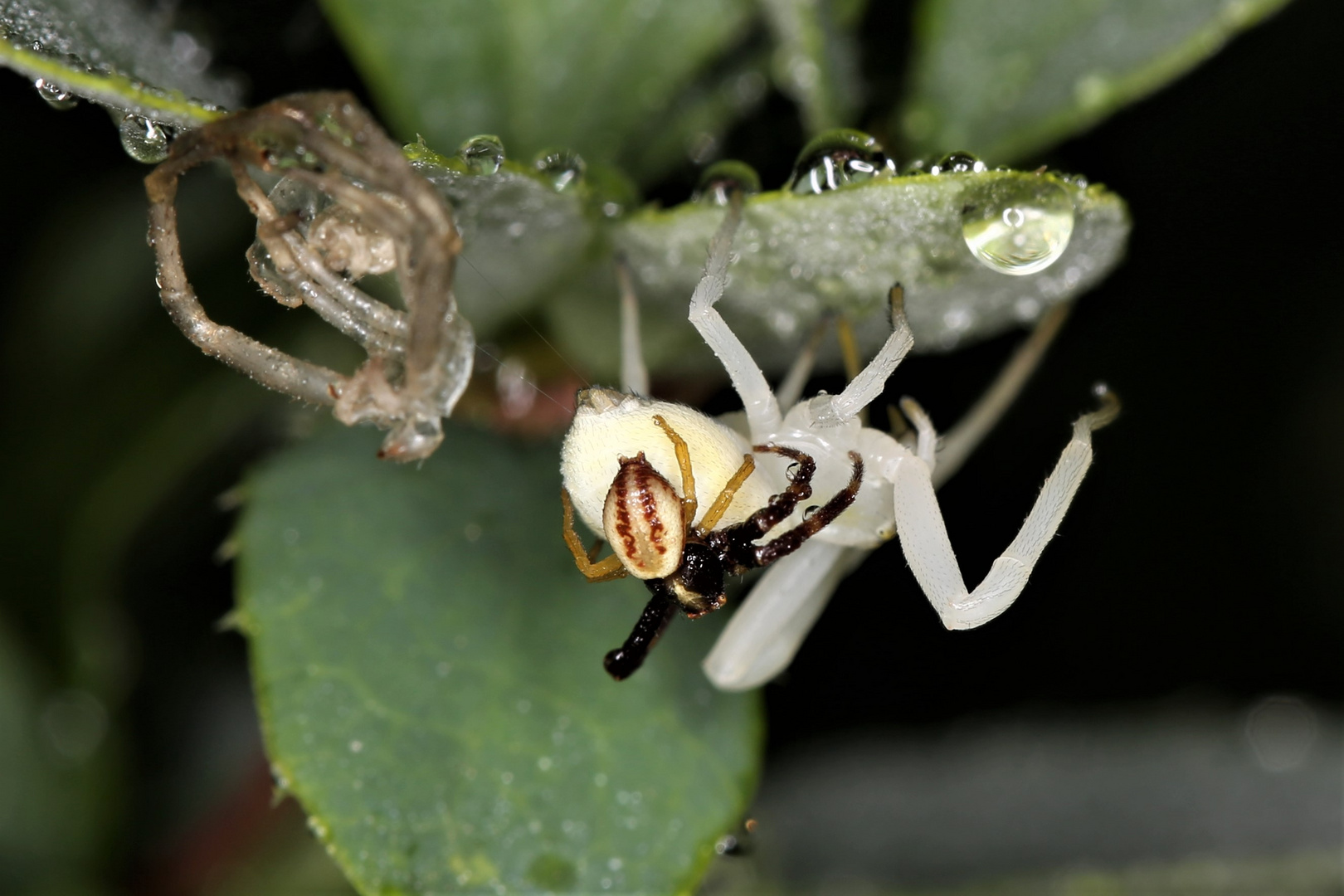 Krabbenspinne - Paarungsverhalten