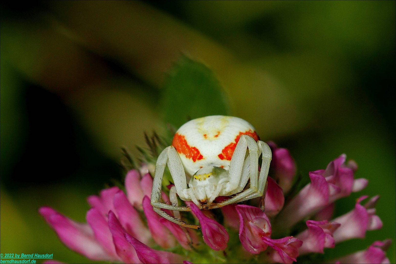 Krabbenspinne - Portrait