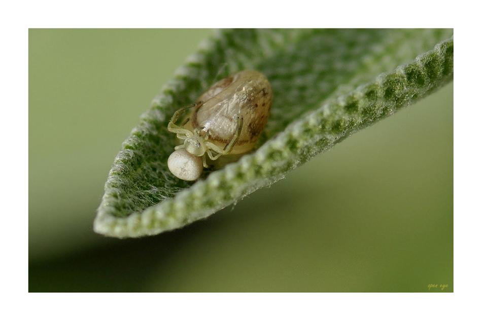 Krabbenspinne - Schnecke