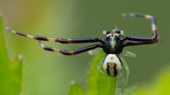 Krabbenspinne (Synaema-globosum) 