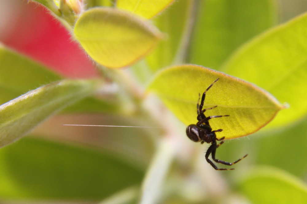 Krabbenspinne - Synema globosum (etwa 0,6 cm groß)