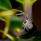 Krabbenspinne (Thomisidae) 