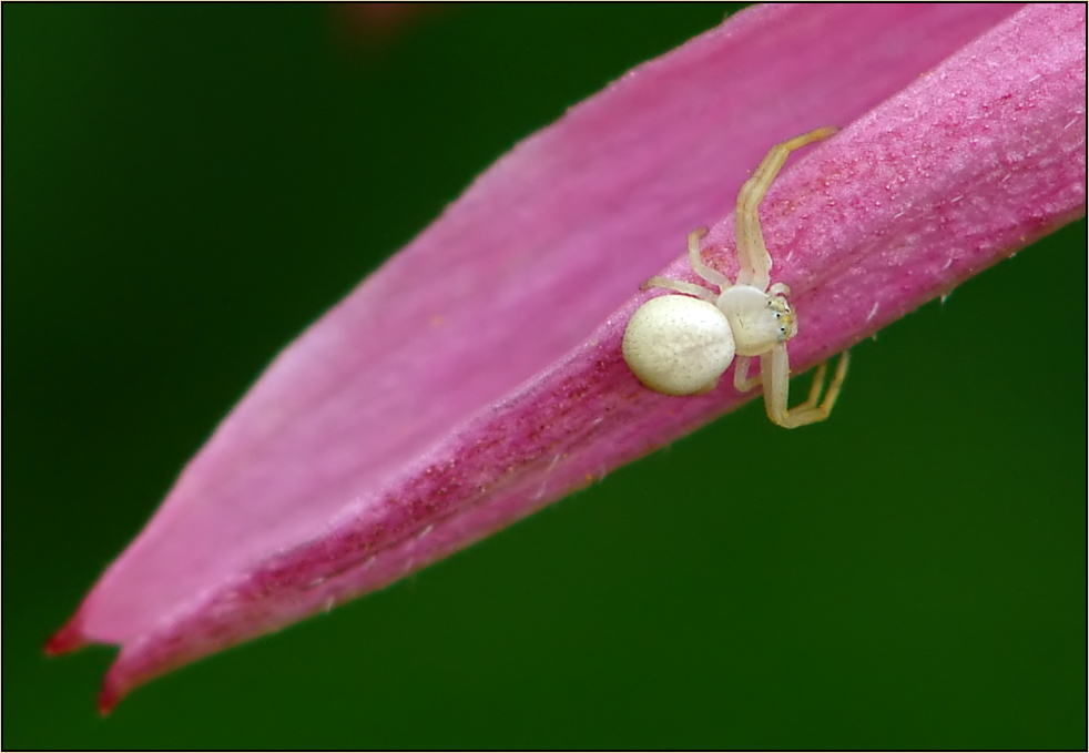 ~~~ Krabbenspinne (Thomisidae)... ~~~