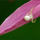 ~~~ Krabbenspinne (Thomisidae)... ~~~