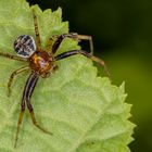 Krabbenspinne (Thomisidae indet.) 